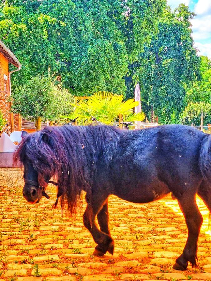 Horse&homes Apartment Lamorlaye